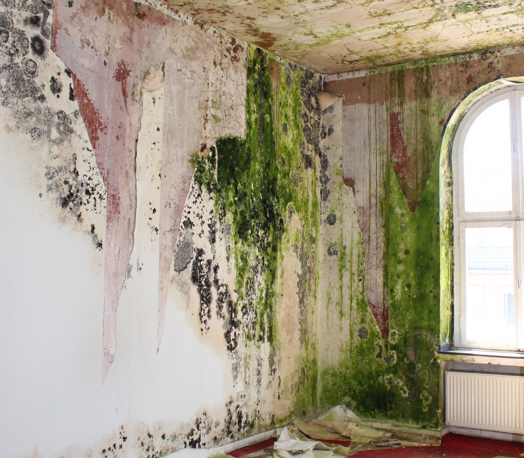 Schimmel Feuchte Wand mit Schimmel und grünen Flecken in einem Innenraum.